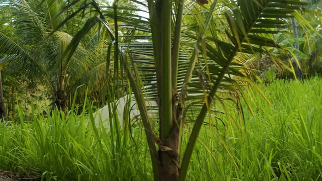 Man with a longboard in a tropical forest