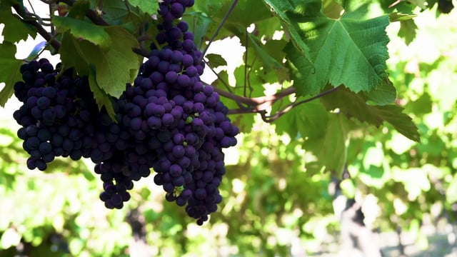 Picking a grape 
