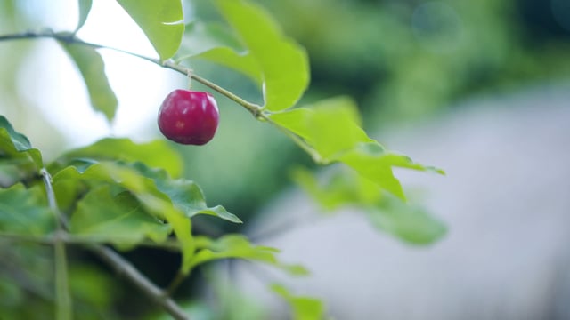Grabbing a berry 