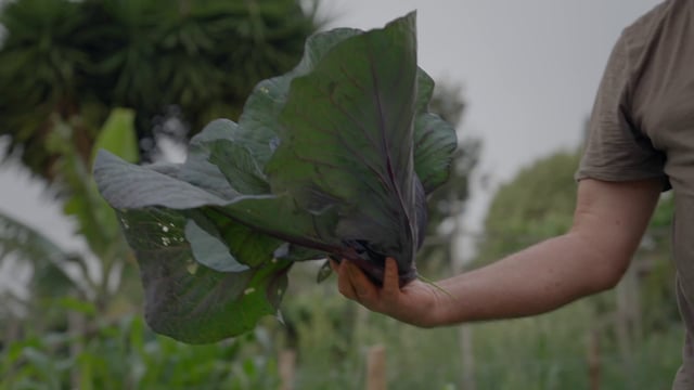 A man gives a woman cabbage from his croft