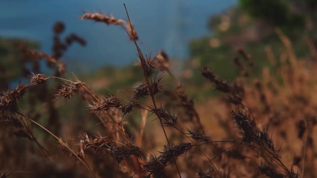 风中干燥的荆棘