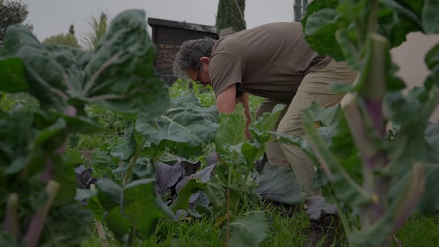 Un hombre recoge una cosecha en un jardín.