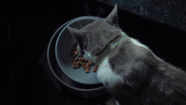 Un gato come comida del cuenco.
