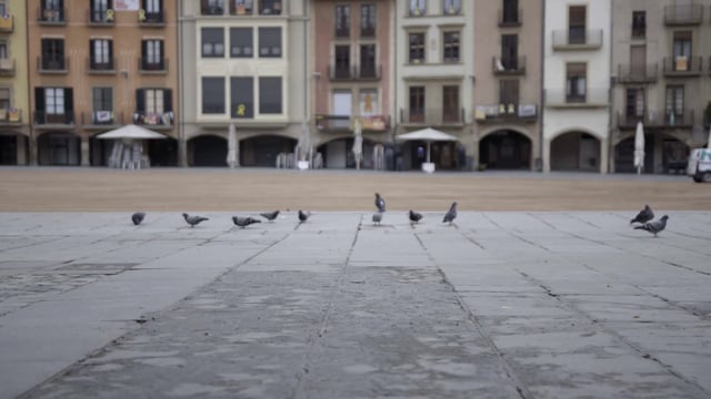 Pigeons flying away