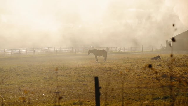 Horses on a misty farm 