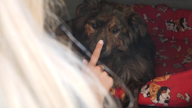 La mano de la niña toca la nariz del perro