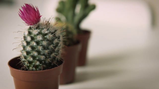 Mini cactus 