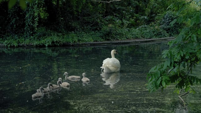 Cisnes jóvenes nadan con su madre.