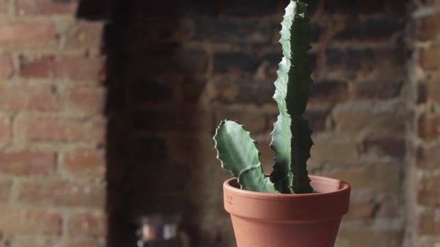 Watering a cactus