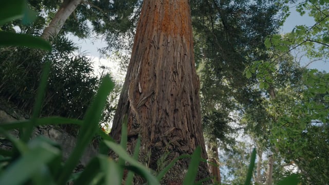 Un tronco de un gran árbol.
