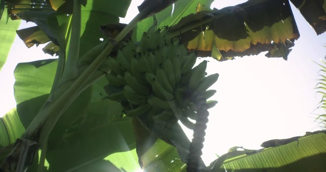 Green bananas in a tree