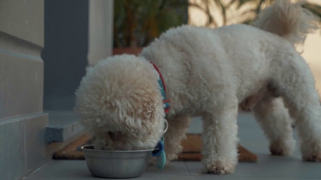 A white dog eats food from a bowl