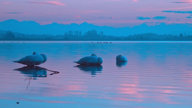 Swans in a lake at sunset