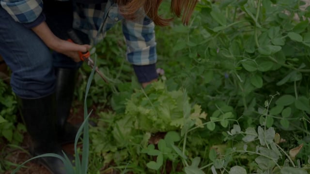 一位妇女正在收割生菜