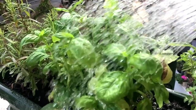 Green plants being watered