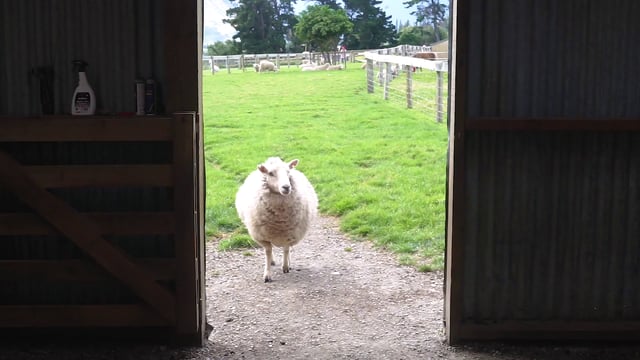 Dos ovejas en la granja.