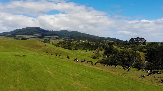 Cows on a field in New Zealand 