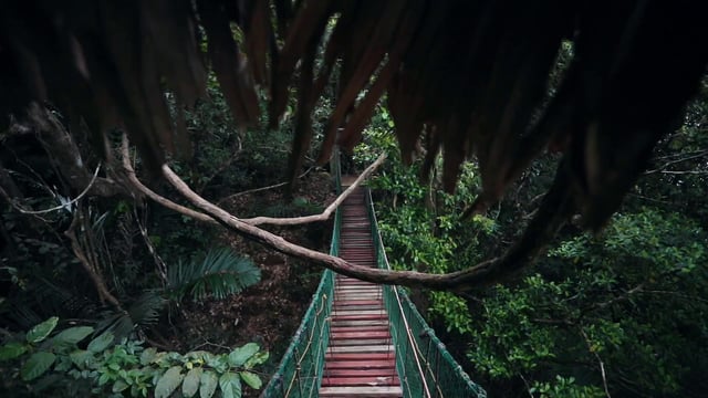Bridge in the jungle