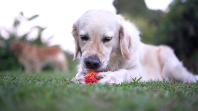 金毛寻回犬咀嚼玩具