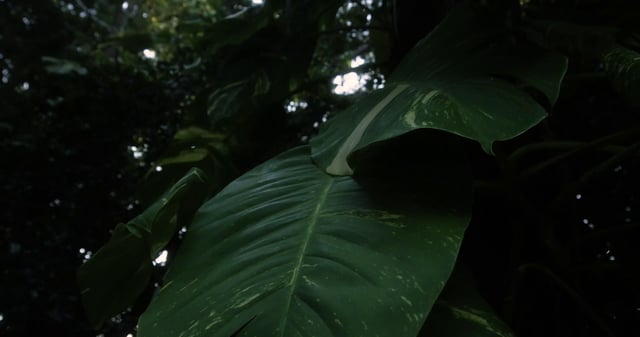 丛林植物