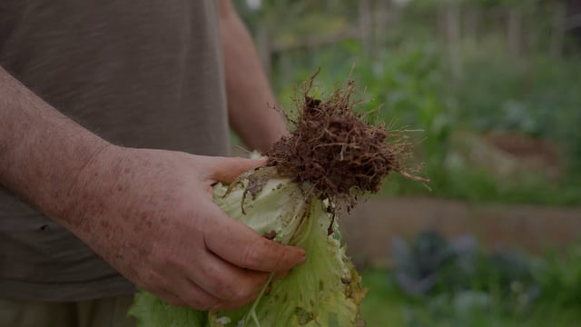 一个男人正在割生菜的根