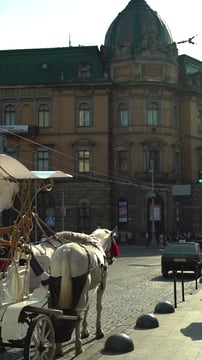 Horse and carriage in the city 