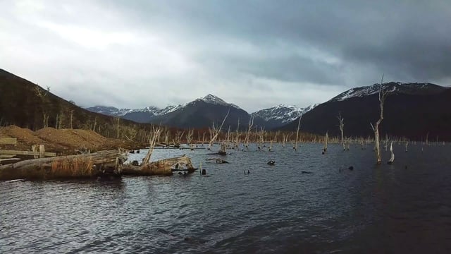 阿根廷火地岛上的死森林