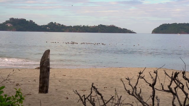 大海中的鸭子