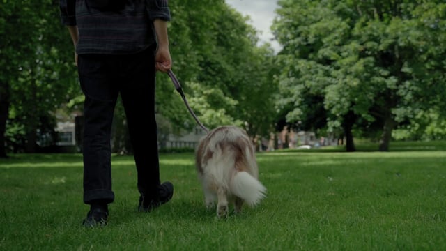 Un hombre camina con un perro con una correa.