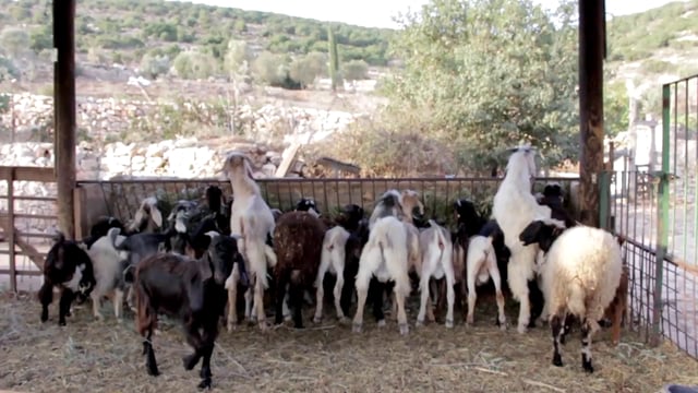 Group of goats eating 