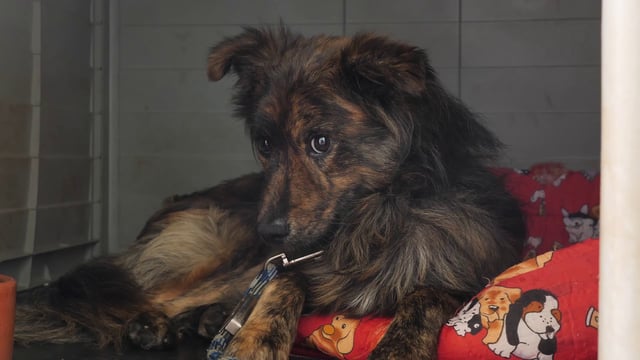 Dog in a kennel - Free Stock Video Footage | Coverr