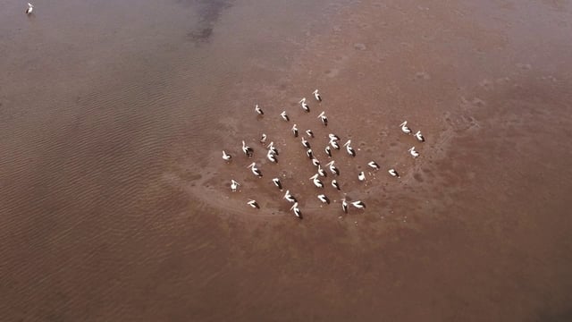 A group of pelicans near water