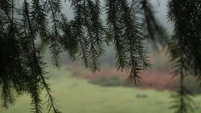 树枝上的雨滴