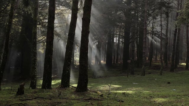 Los rayos del sol atraviesan el bosque de coníferas brumoso