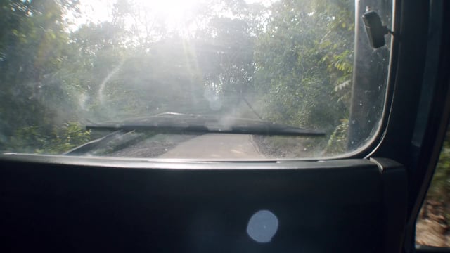 POV car driving through a forest