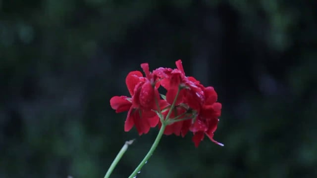 Rain on a red flower
