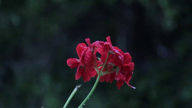 雨落在红花上