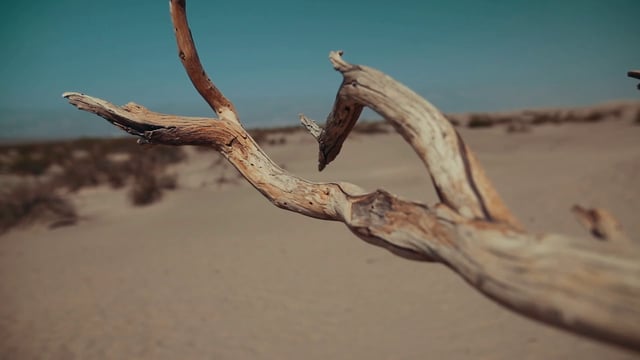 沙漠中的树枝