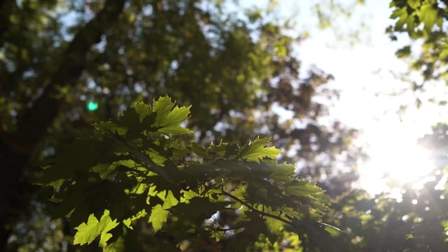 Sol brillando sobre las hojas