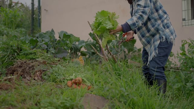 Una mujer cosecha verduras en una granja.