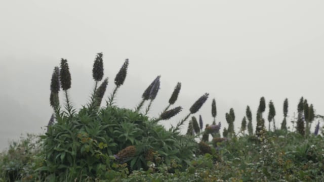 一个女人开车穿过雾蒙蒙的森林