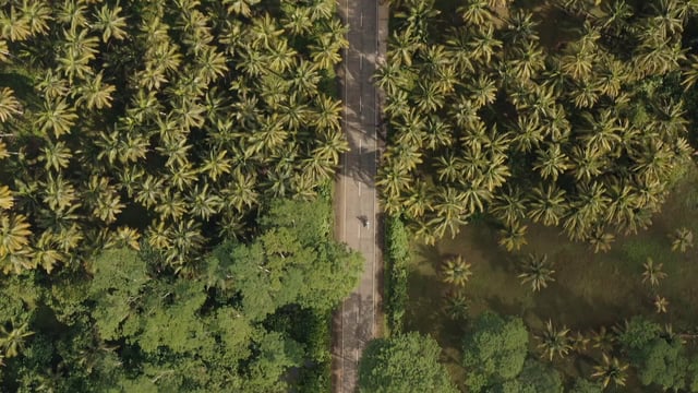 Road through a palm tree forest