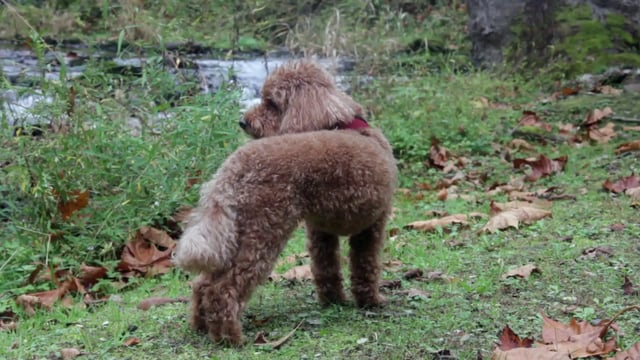 Dog exploring nature