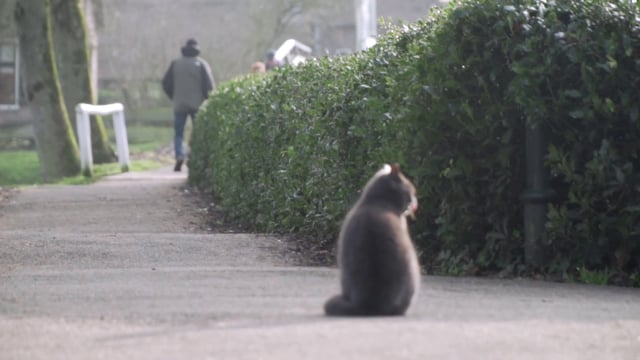 Man walking past a cat