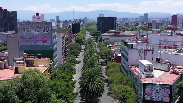 Palm trees in Mexico City 