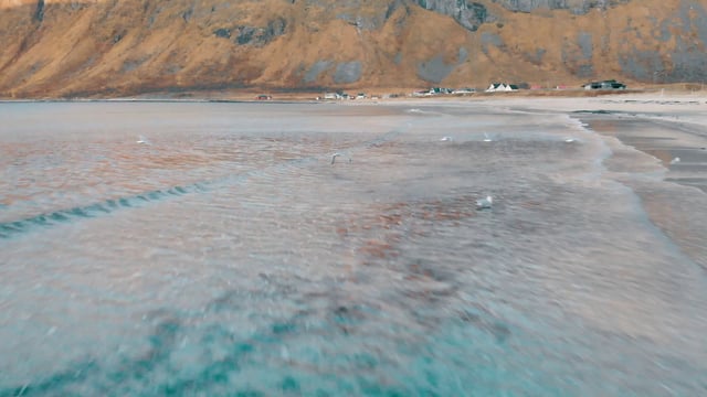 海岸上的海鸥