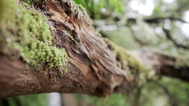 Tree branch covered in moss