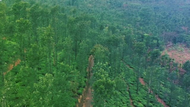 Indian tea plantations