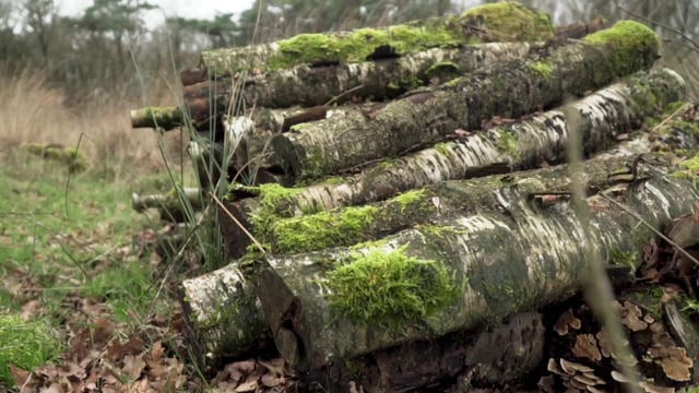 Logs covered with moss