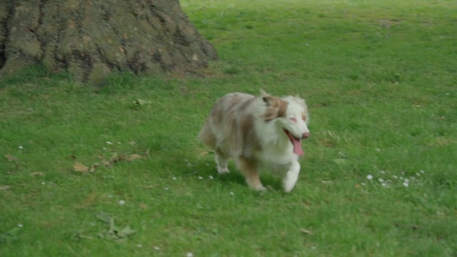 Australian shepherd running in the park